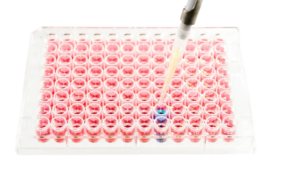 14 3 3 epsilon antibody