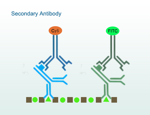 Mouse Anti-Human IgG×IgM×IgA Monoclonal Antibody, clone AEP02