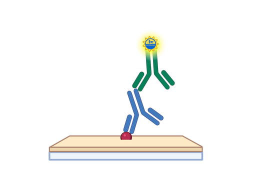 [GEN-EB6352-6] FBP2 ELISA, Bovine